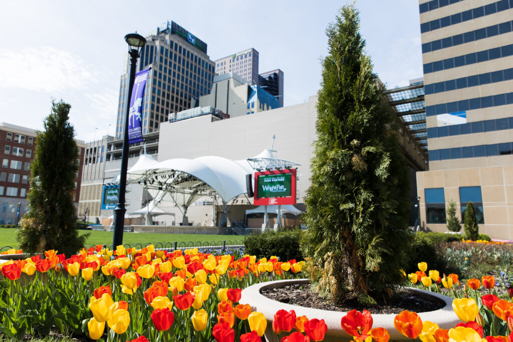 spring flowers with the commons in the background